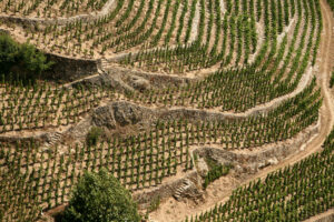 Rhone l'Hermitage